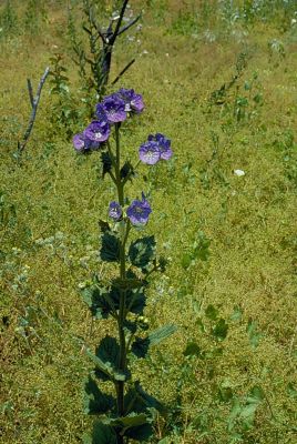 Click to view full size image